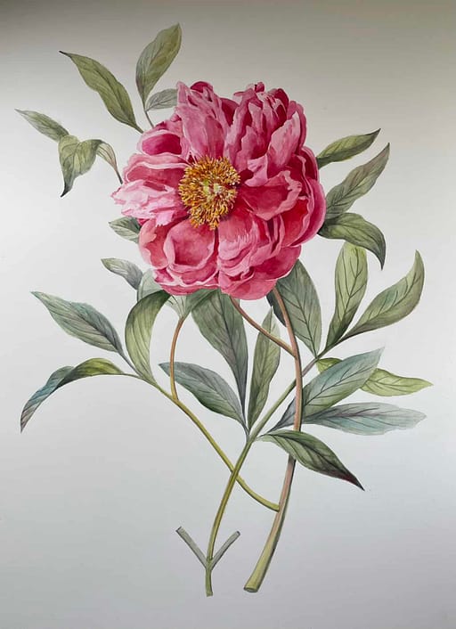 Botanical Paintings for Sale