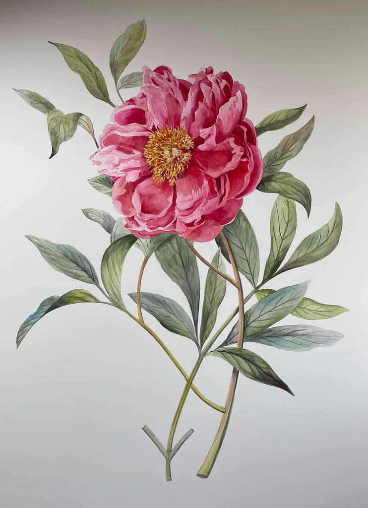 a peony painted by Alan Tsylor
